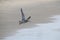 Whimbrel bird in quick beautiful flight