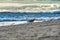 Whimbrel bird on the shore of Laguna Beach California ocean againt sea water