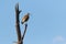 Whimbrel bird sitting on the old dry tree