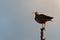 Whimbrel bird sitting on the old dry tree