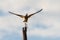 Whimbrel bird takes off from dry tree