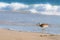 Whimbrel, bird, walking out of the Pacific Ocean