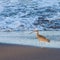 Whimbrel bird walking in the sea