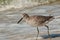 Whimbrel bird walking in surf of tropical beach