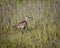 A whimbrel bird walks through the tall marsh grass in Carolina Beach State Park