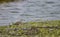 Whimbrel with a crab in the coast.