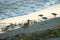 Whimbrel feeding at seaside beach