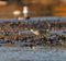 Whimbrel feeding at seaside beach