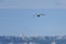 A Whimbrel in flight on a sunny day