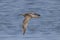 Whimbrel flying on the sea