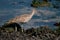 Whimbrel looking for crabs.