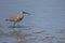 Whimbrel looking for feeds in the tidal flat