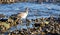 Whimbrel looking for food among mussels on the rocky shoreline of Laguna Beach, California.