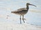 Whimbrel (Numenius phaeopus)