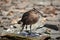 Whimbrel (Numenius Phaeopus)