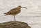 Whimbrel (Numenius Phaeopus)