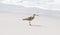 Whimbrel Numenius phaeopus on Beach in Mexico