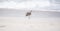 Whimbrel Numenius phaeopus on Beach in Mexico