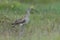 Whimbrel, Numenius phaeopus,with blurred grass as background.