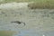 Whimbrel Numenius phaeopus catching a fiddler crab Afruca tangeri.