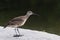 Whimbrel, Numenius phaeopus, close up