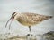 Whimbrel, Numenius phaeopus, close view