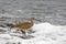 Whimbrel, Numenius phaeopus, in foamy surf