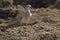 Whimbrel, Numenius phaeopus, perched on rocks