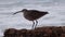 Whimbrel Numenius phaeopus, seabird walking on the beach, California,  with the ocean in the background. USA