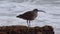 Whimbrel Numenius phaeopus, seabird walking on the beach, California,  with the ocean in the background. USA