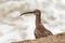 A Whimbrel, Numenius phaeopus, wader / shorebird. Close up of head and curved beak.
