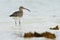 Whimbrel - Numenius phaeopus wading bird with long beak standing and feeding on the low tide on the sandy beach with waves in the