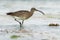 Whimbrel - Numenius phaeopus wading bird with long beak standing and feeding on the low tide on the sandy beach with waves in the