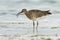 Whimbrel - Numenius phaeopus wading bird with long beak standing and feeding on the low tide on the sandy beach with waves in the