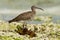 Whimbrel - Numenius phaeopus wading bird with long beak standing and feeding on the low tide on the sandy beach with waves in the