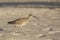 Whimbrel, Numenius phaeopus, walking on beach