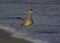 Whimbrel on a Pacific Coast Beach