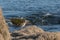 Whimbrel on the rocks with defocused sea in the background Numenius phaeopus