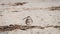 Whimbrel shore bird on the beach