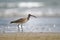 Whimbrel shore bird feeding along the seashore by day