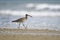 Whimbrel shore bird feeding along the seashore by day