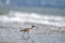 Whimbrel shore bird feeding along the seashore by day