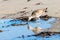 Whimbrel, shore bird looking at its reflection in water