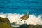 A Whimbrel Shore Bird Perches on the Rocks in Front of the Pacific Ocean in Southern California