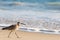 Whimbrel shore bird walking on the beach close up