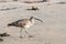 Whimbrel shore bird walking on the beach close up