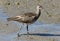 Whimbrel Shorebird in Australasia