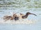 Whimbrel Shorebird in Queensland Australia