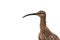 A Whimbrel shorebird / wader. against white background.