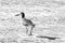 Whimbrel shorebird wading in the surf on Surfers Knoll beach in Ventura California United States in black and white